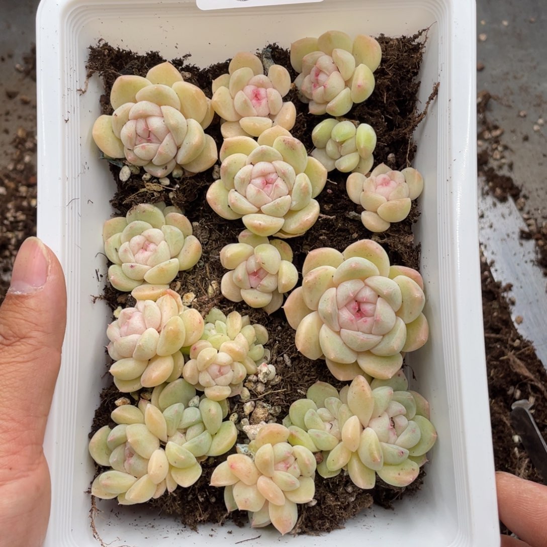 云糖心多肉植物10