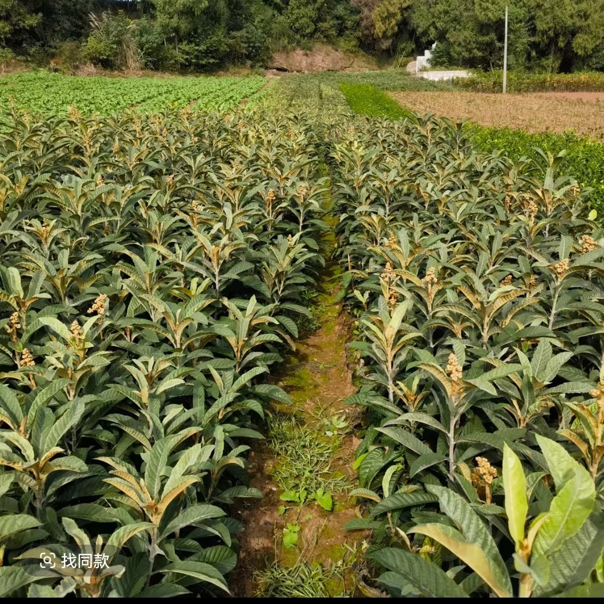 嫁接大五星枇杷苗枇杷苗南北方种植盆栽地栽