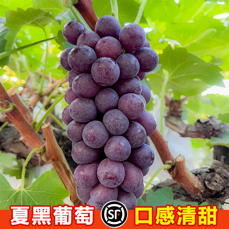 【顺丰包邮】夏黑葡萄新鲜采摘产地直发酸甜可口现摘现发应季水果