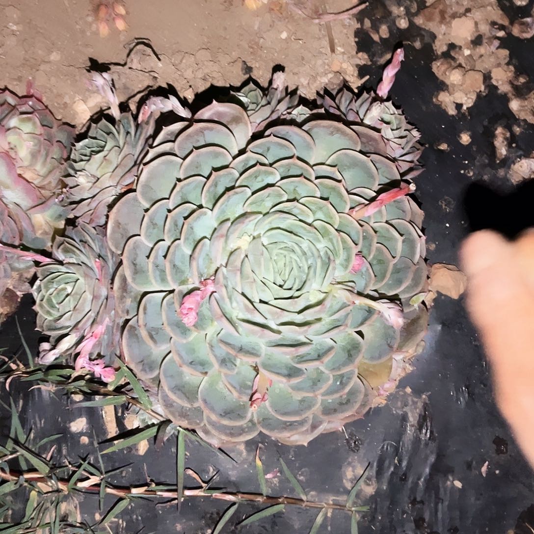 昂10.88多肉植物精品