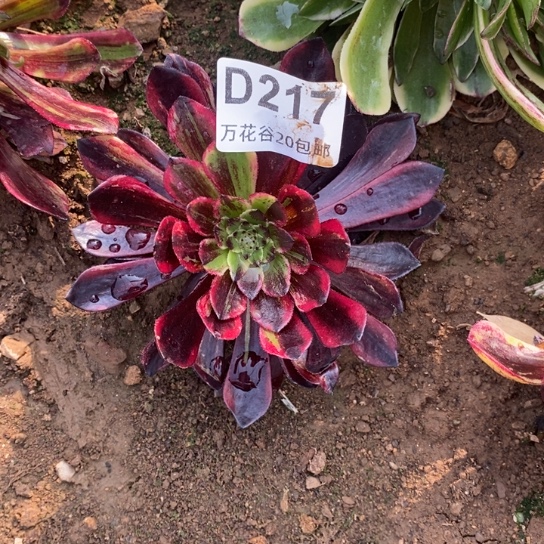 217莫兰迪多肉植物