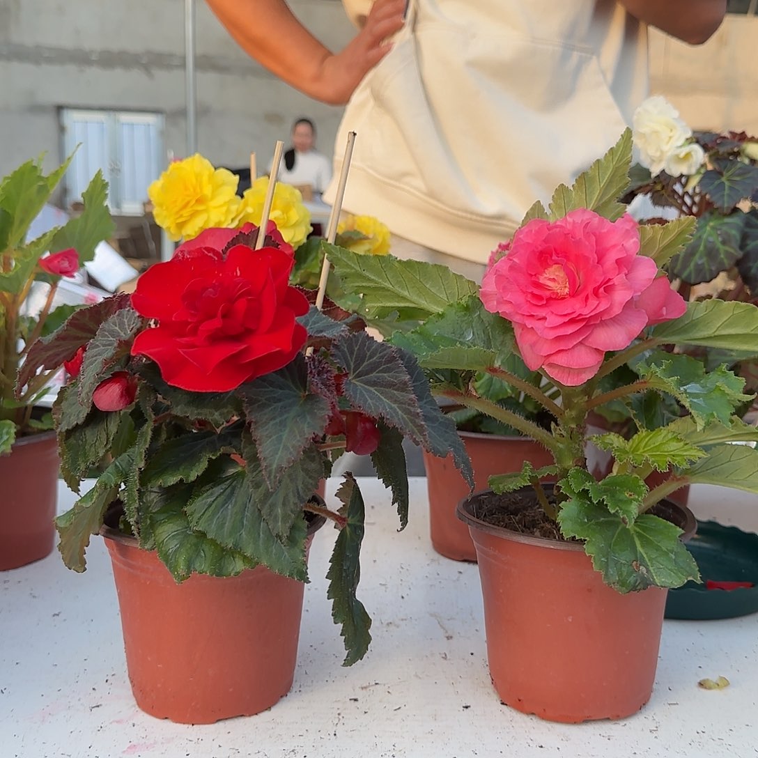 玫瑰红➕绿叶粉掉花折叶正常介意勿拍不拍保温冻死不售后