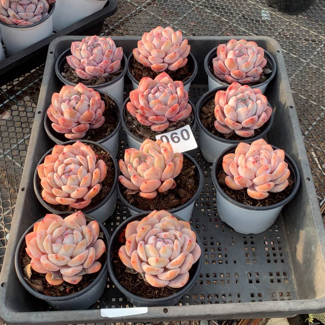 11颗橙梦露多肉，060