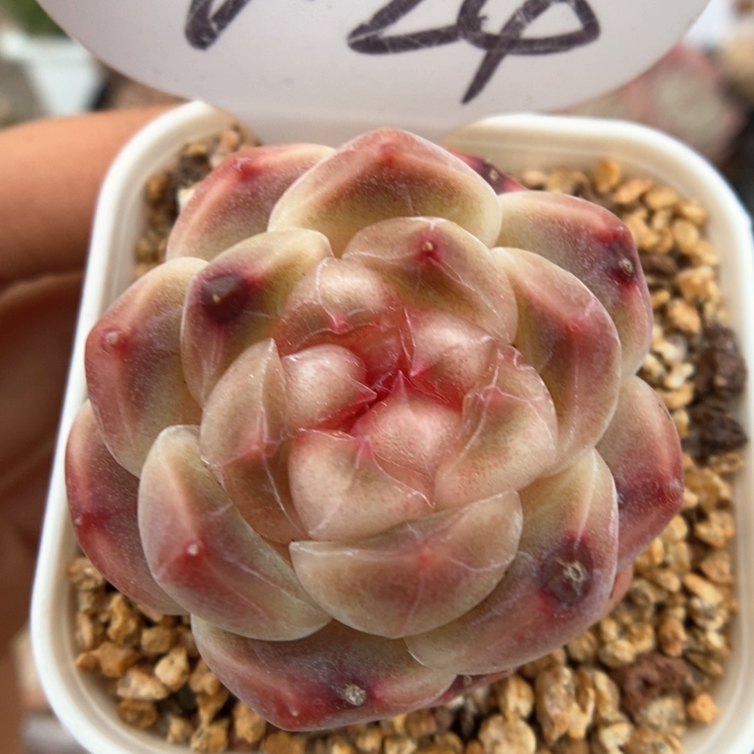 糖心冰魄可拍2024号