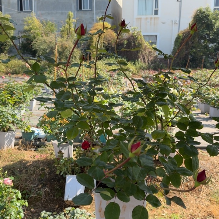 完全开放大花月季带花包发货