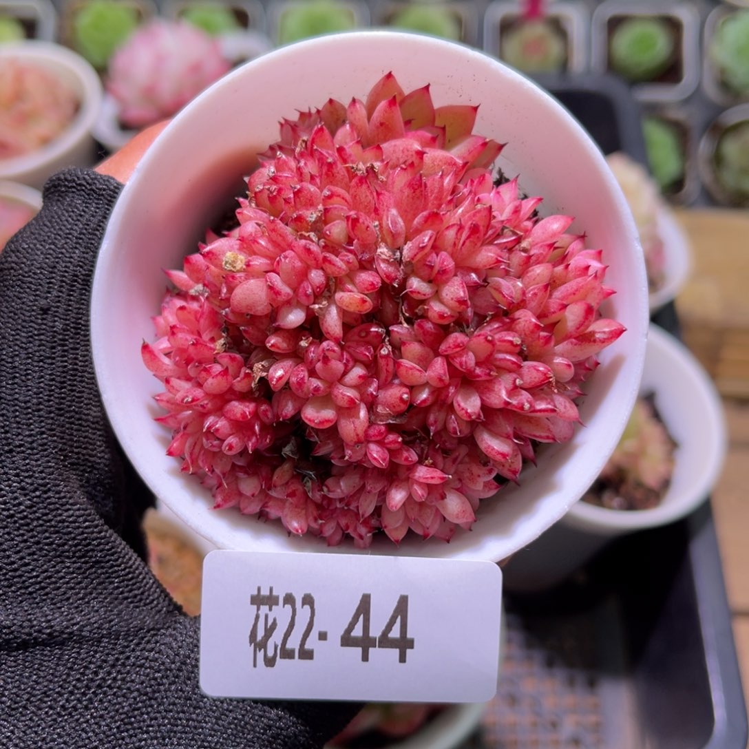 花22-44新品缀化