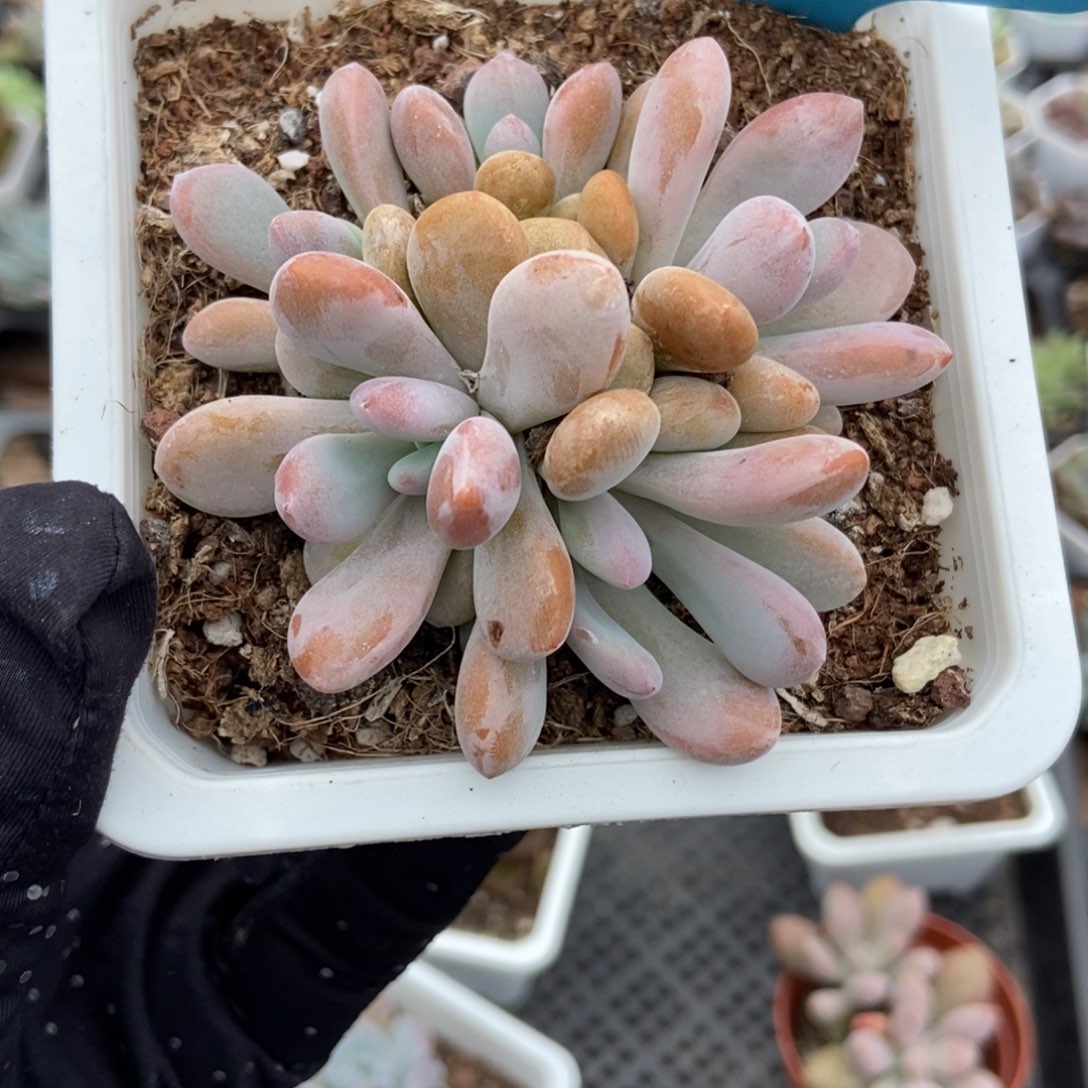 1039粉兔多肉植物
