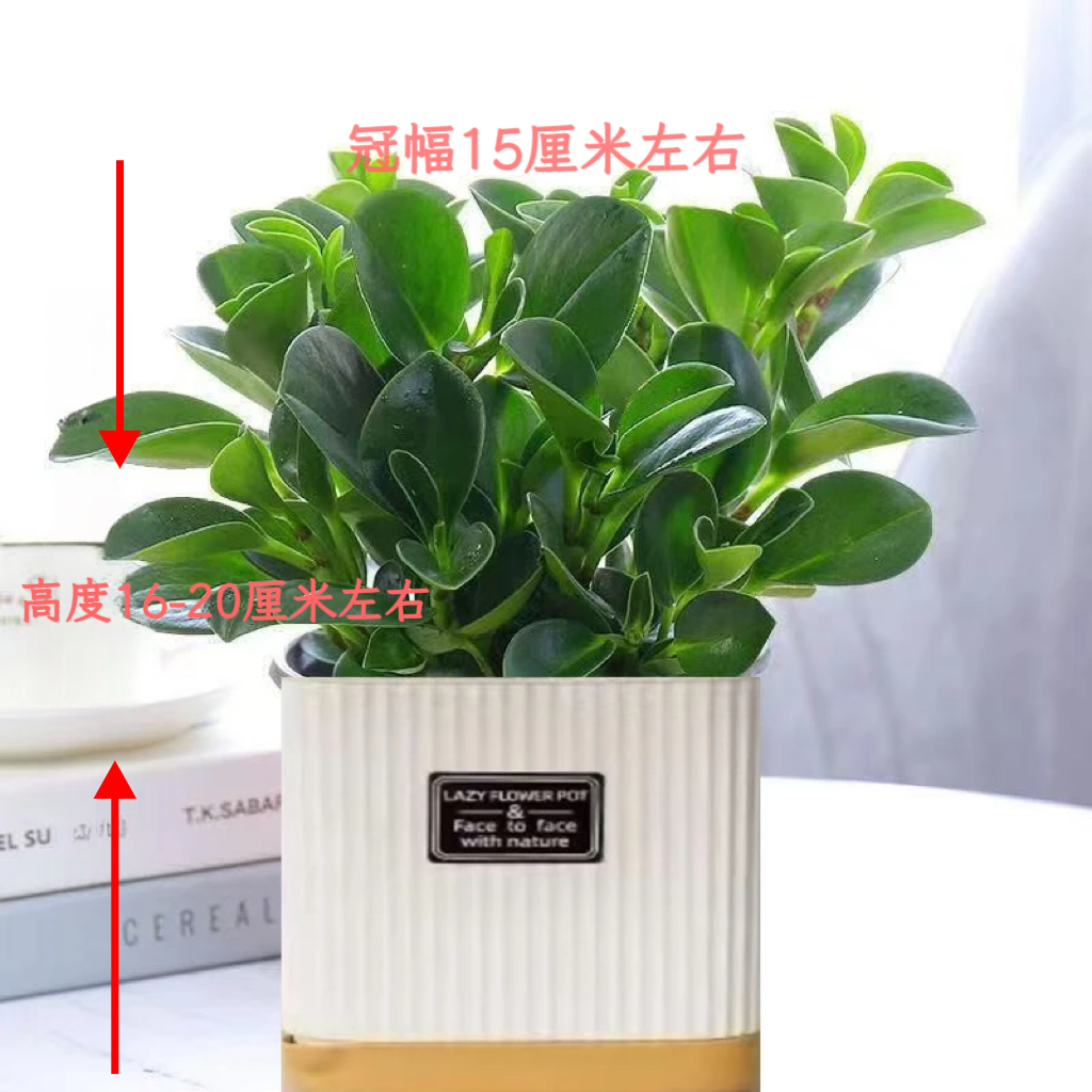 热销碧玉公主圆叶吸毒王豆瓣绿年宵花摆件绿植盆栽好养四季常青