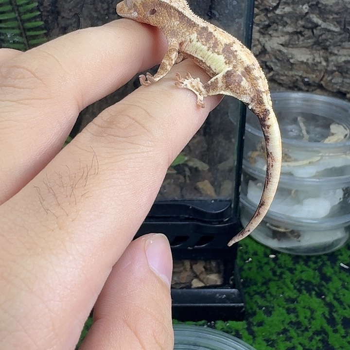 睫角守宫概率红底莉莉白