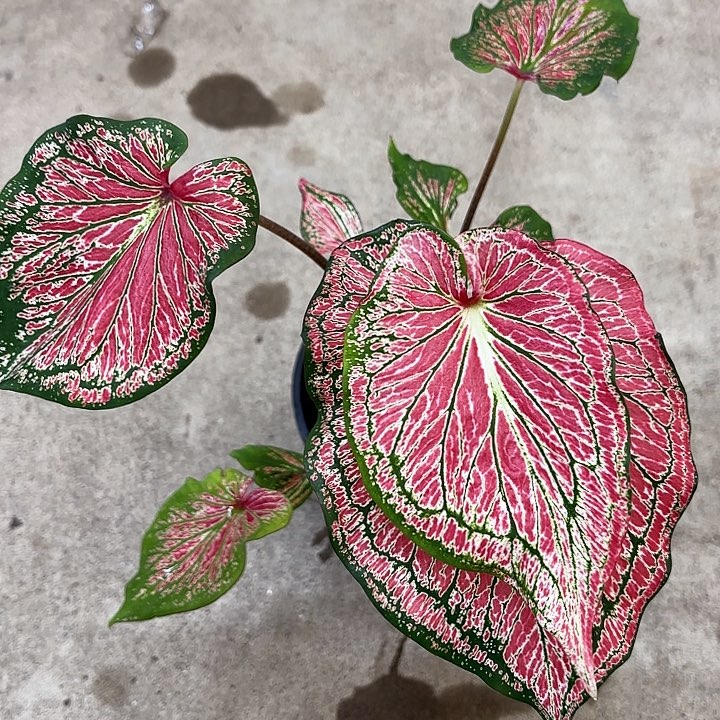 y***270-1210福利随单送广东现货