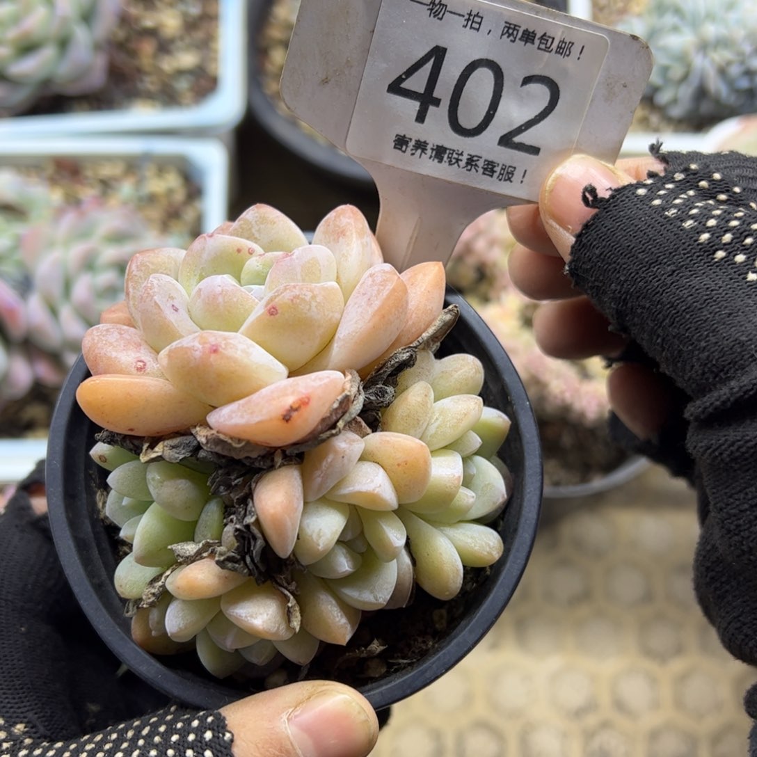 红陶402号多肉植物