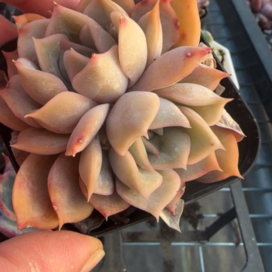 224非欧娜一物一拍多肉