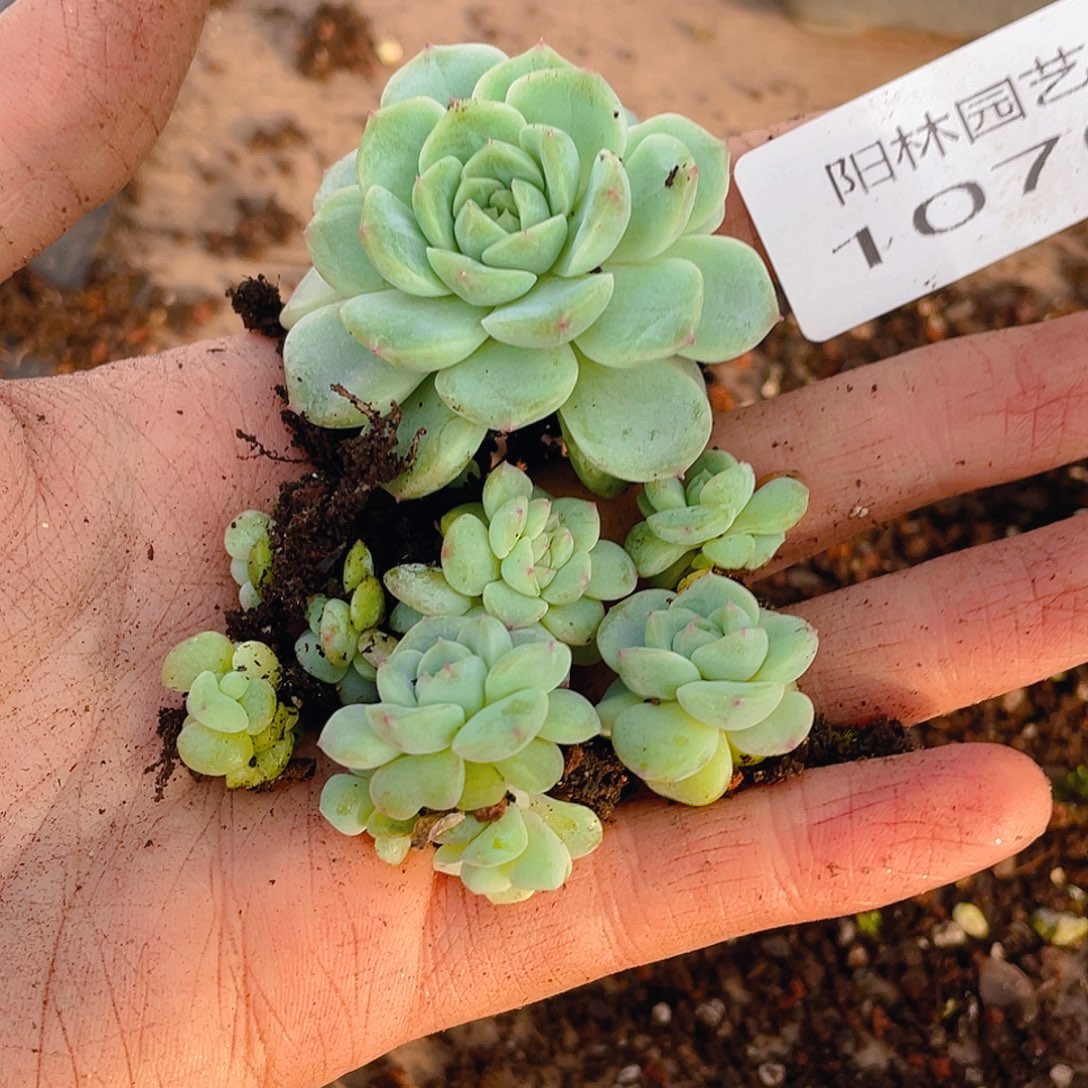 多肉植物多肉植物1070