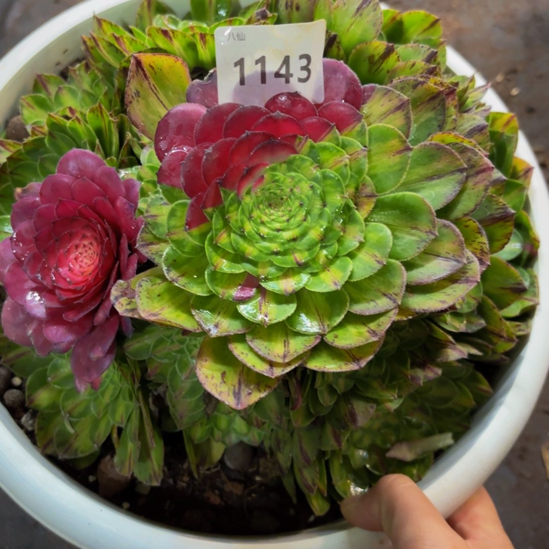 1143多肉植物知否