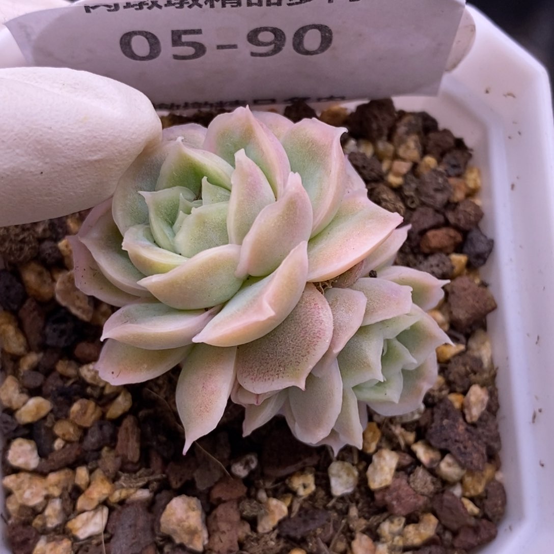 【闪购商品】05-90虾饺