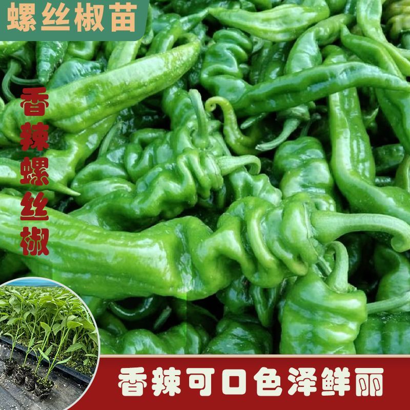 辣椒苗正宗螺丝椒香辣螺丝椒带土发货根系发达易种易活四季种植