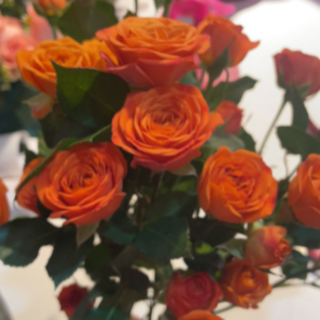 （温馨温暖）橙色泡泡