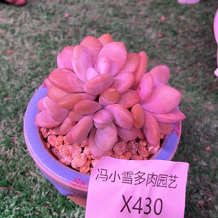 我是你的小可爱啊小可爱们