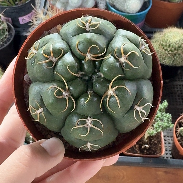 海王仙人球仙人球12