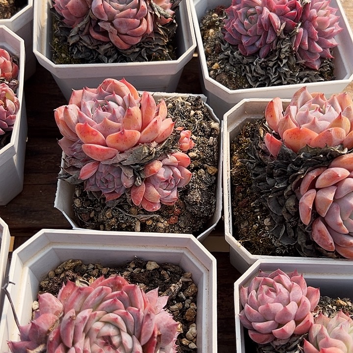 大白方盆      粉孤星