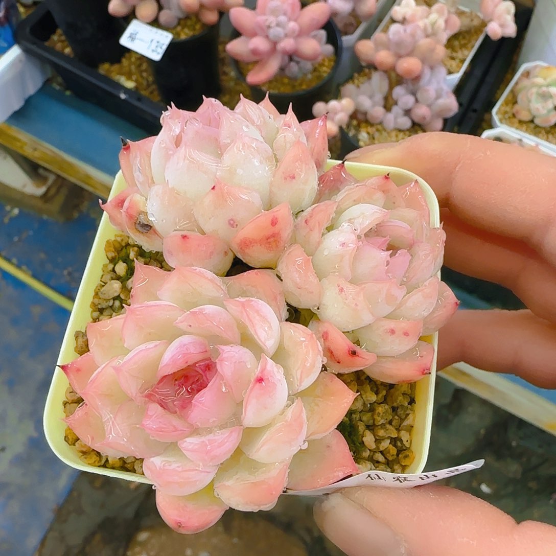 仙农月影，181、仙农出品