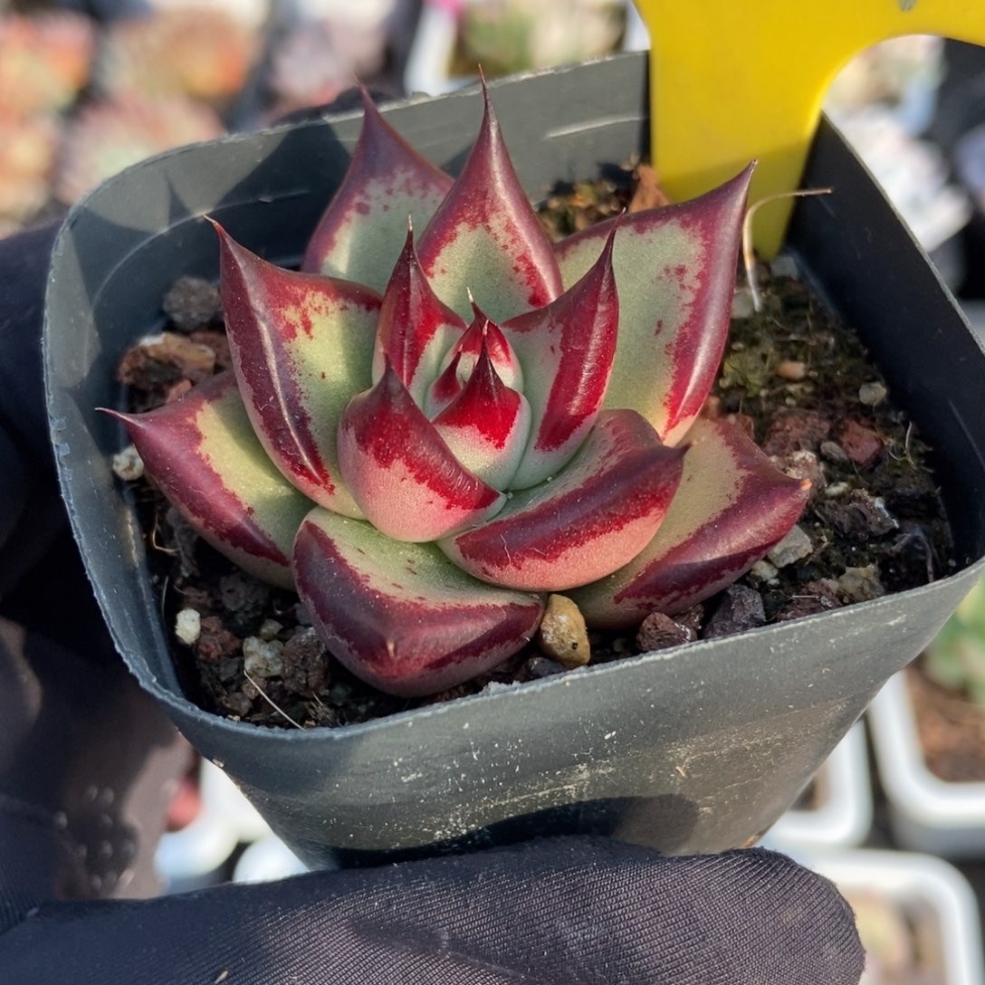 904乌木多肉植物多肉