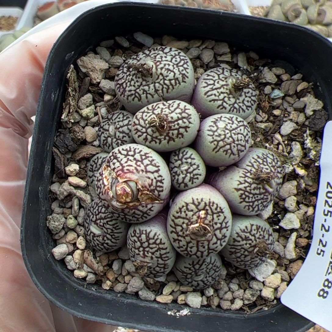 农*0336号墨多肉植物