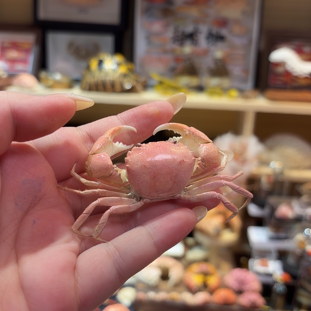 真实三斑强蟹标本