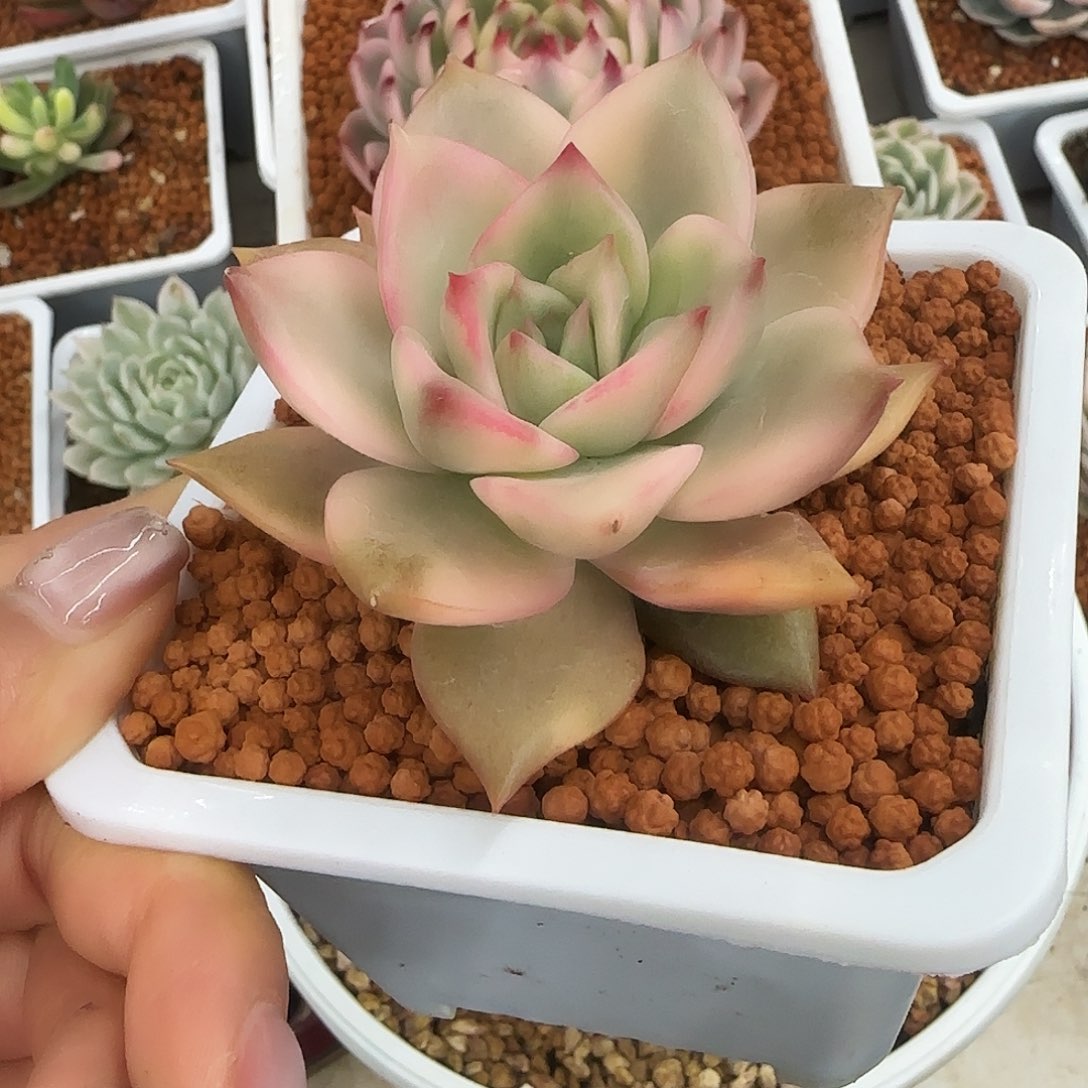 卡梅拉锦多肉植物锦