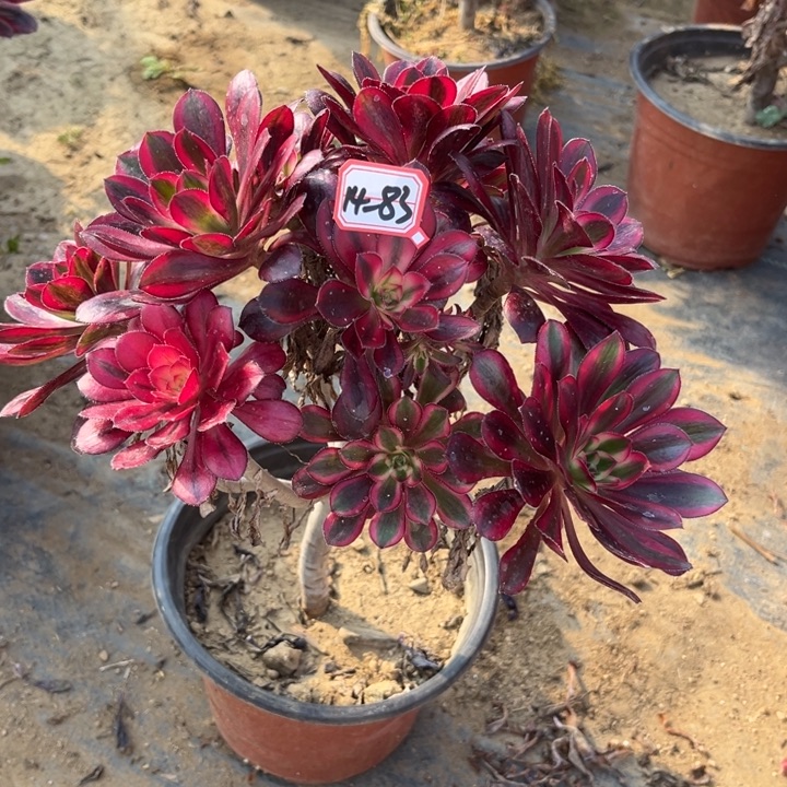 14-83香奶奶瑕疵朵朵多肉z w