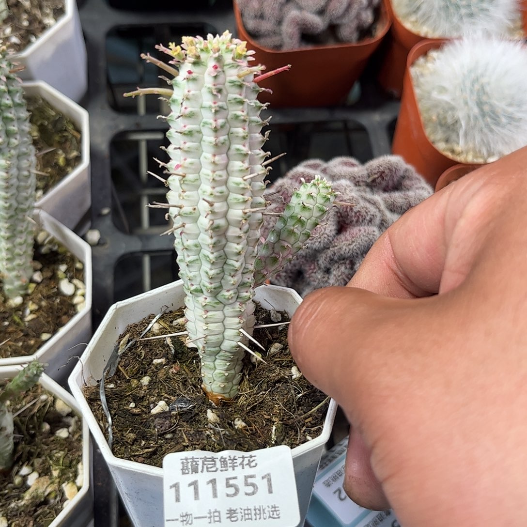 111551一物一拍单头发货