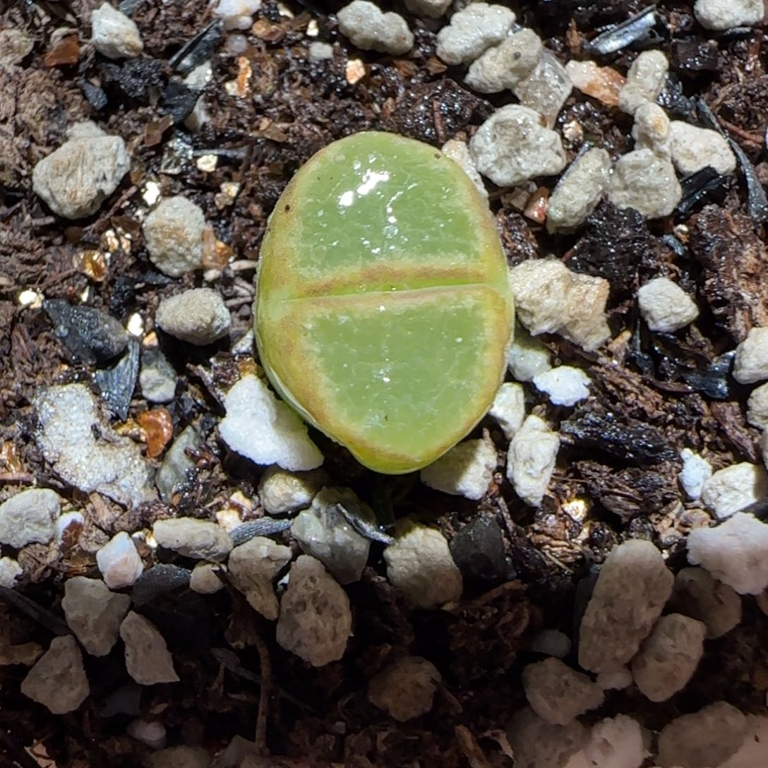 肉锥多肉植物百科-1797.7风铃898