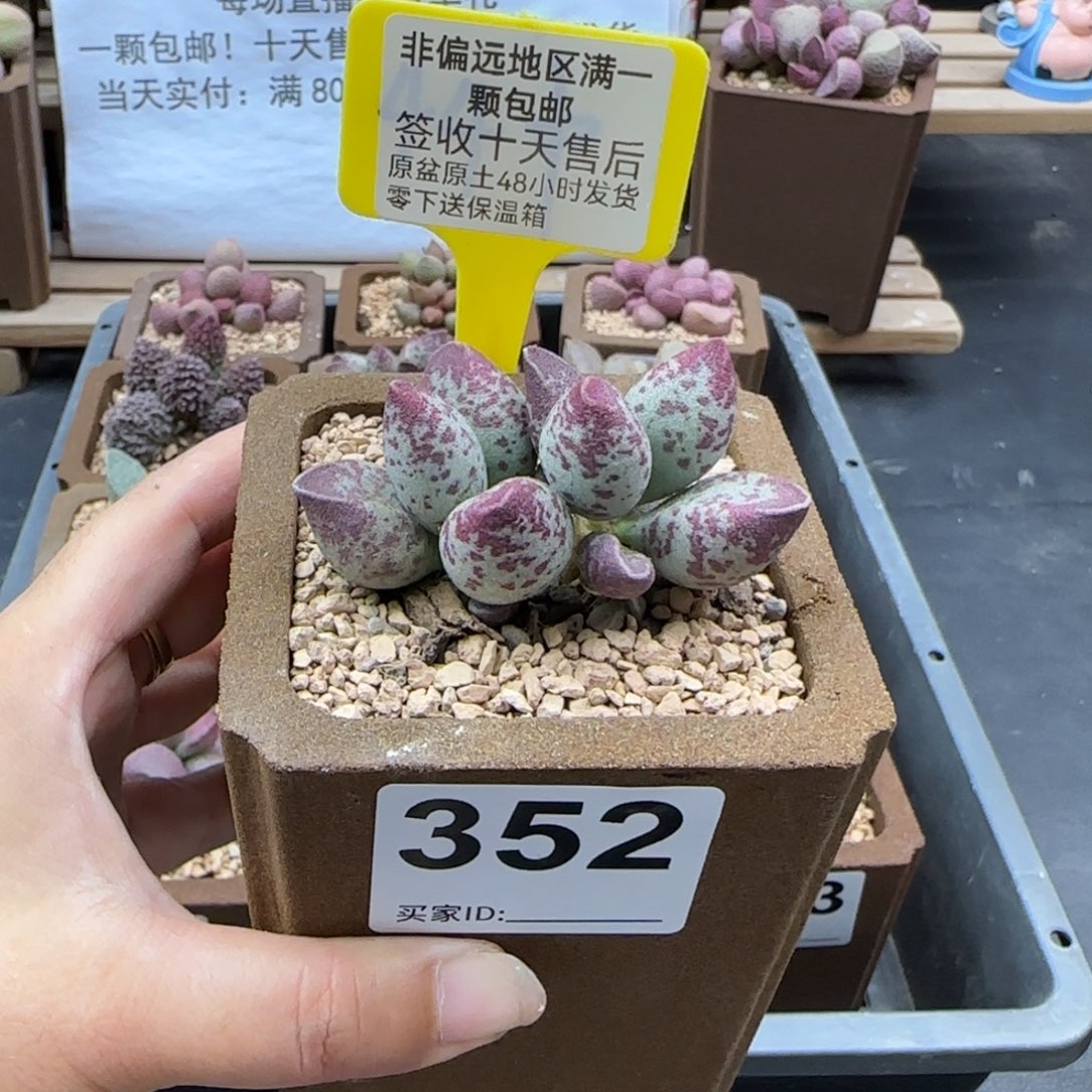352艾薇多肉植物