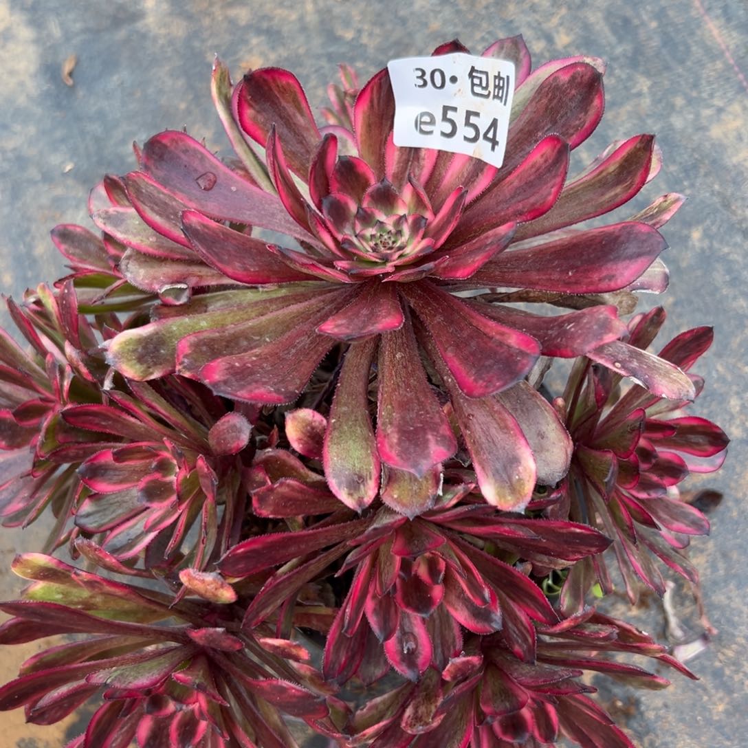 554 红金刚多肉法师