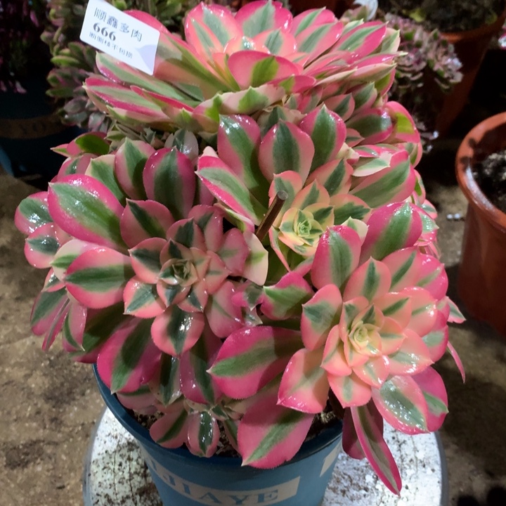 666粉女巫多肉植物特价