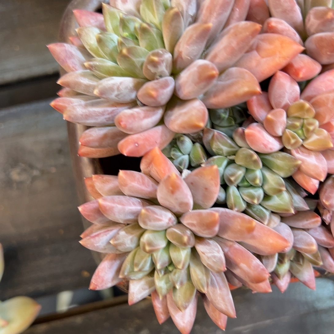 幻影美人一颗肉肉