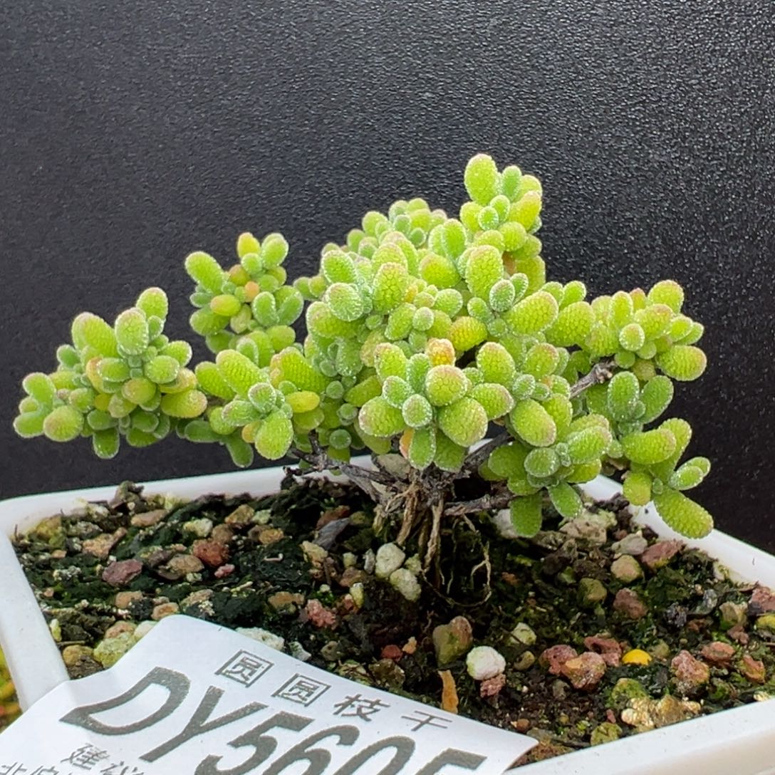 dy5605提根造型桩翡翠冠幅7cm