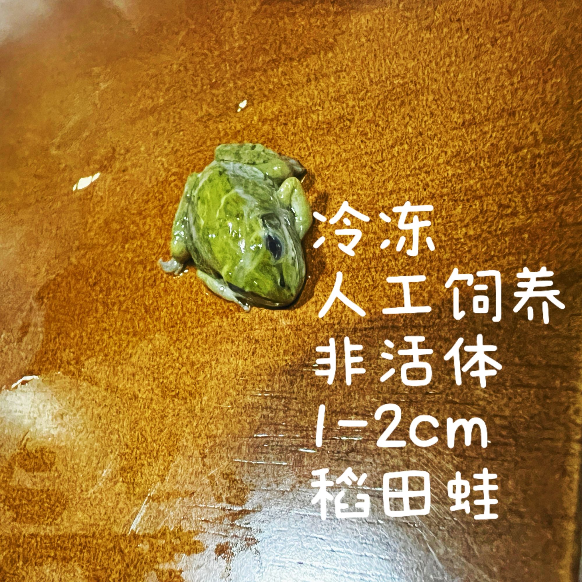 冷冻非活体独立包人工饲养稻田蛙，雷龙鱼龟肉食性原生食材肉饲料