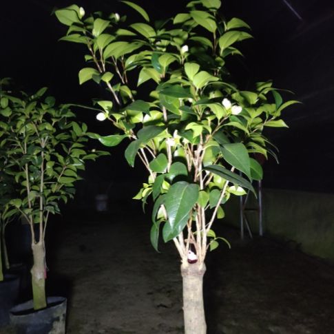 全部花苞梦三十嫁接苗