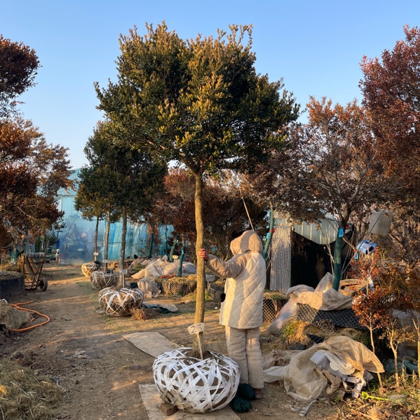 高杆瓜子黄杨30量8公分，分支1米6，高3米，运费自理