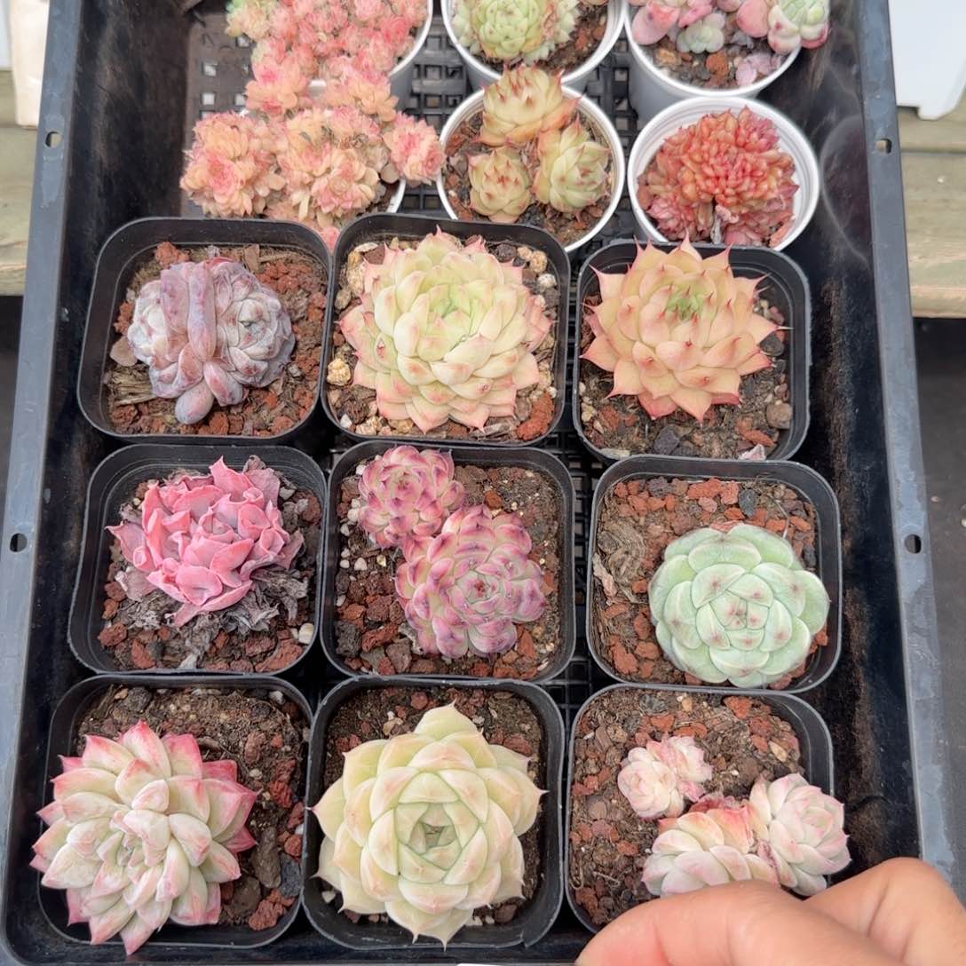 框拍框拍0210-133