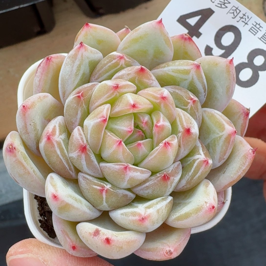 雪花珍妮         精品多肉