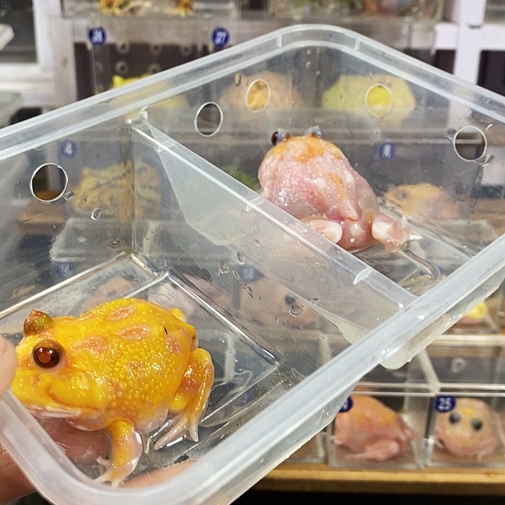 粑****角蛙145号变异角蛙