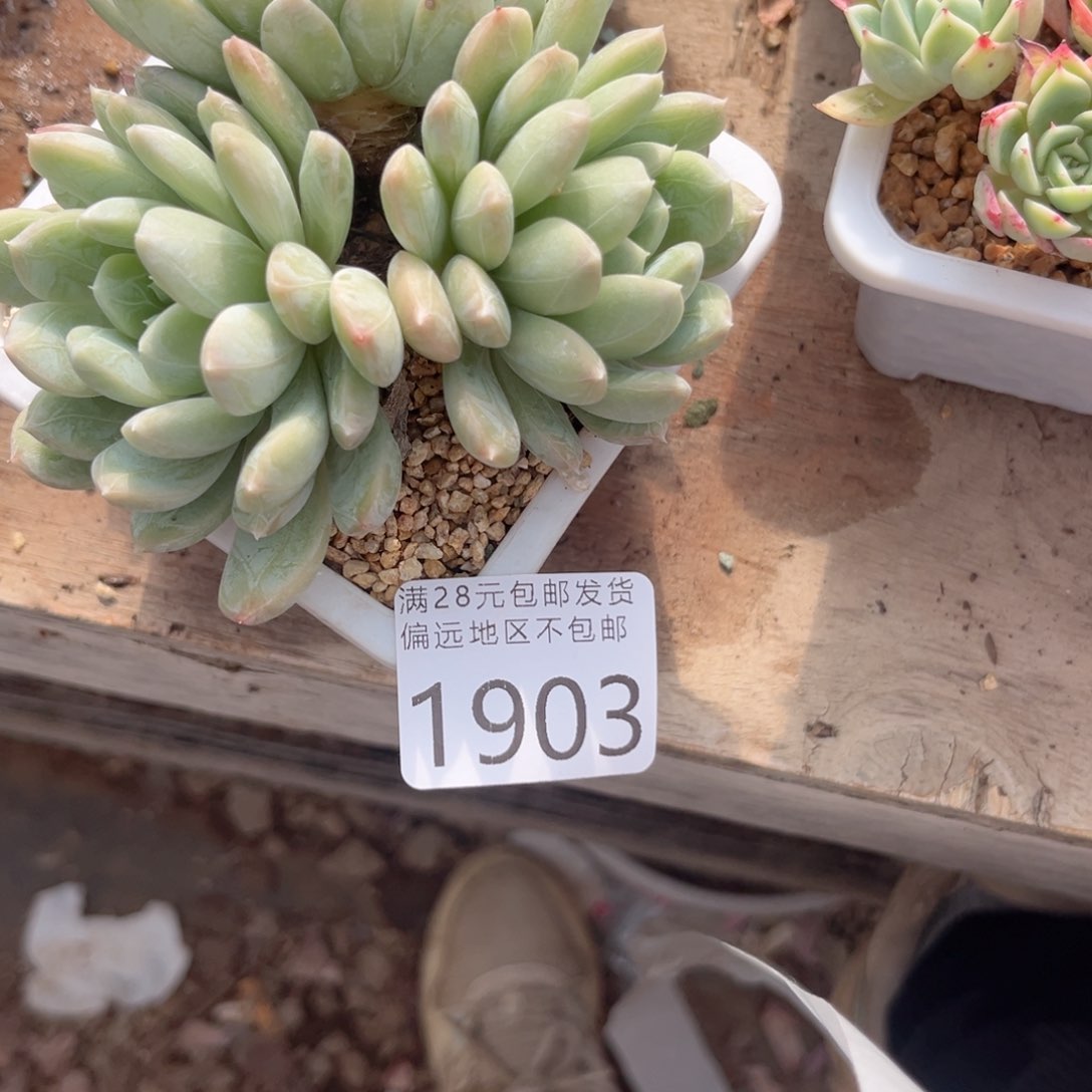 大1903:？xg ch j n n