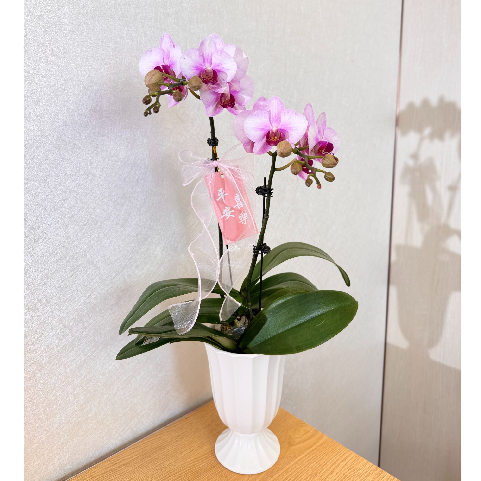 《杭州美人》粉色蜡质蝴蝶兰高档高端精品室内绿植盆栽乔迁开业礼品