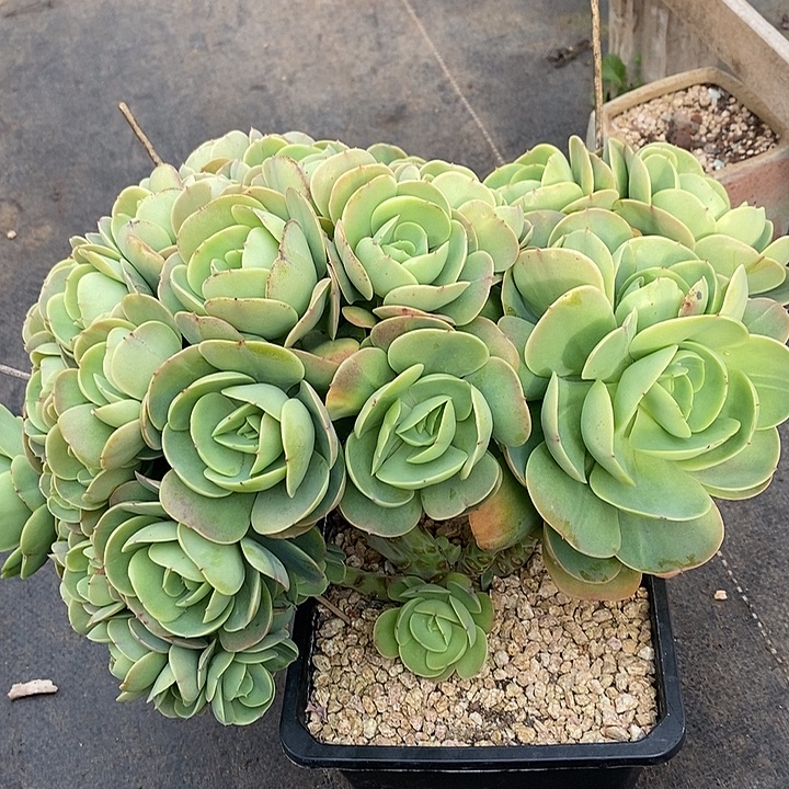 梦***萍多肉植物肉肉植物换一