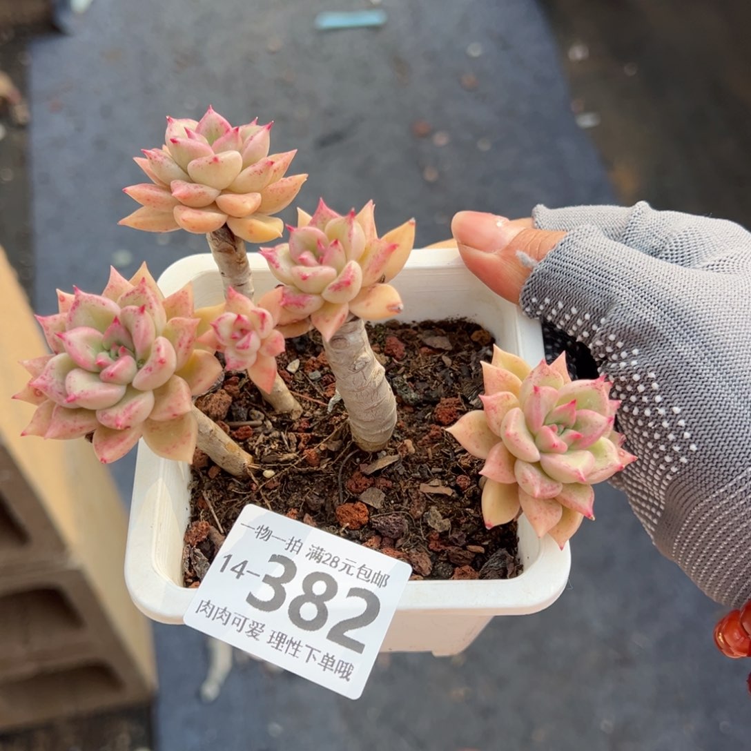 黄金璀璨多肉多肉多肉多肉