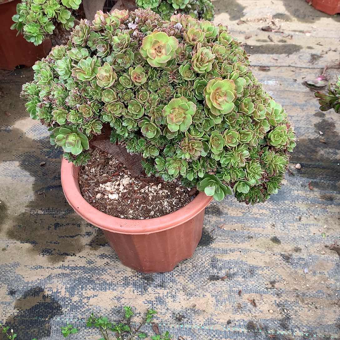 229万圣节朵朵缀化