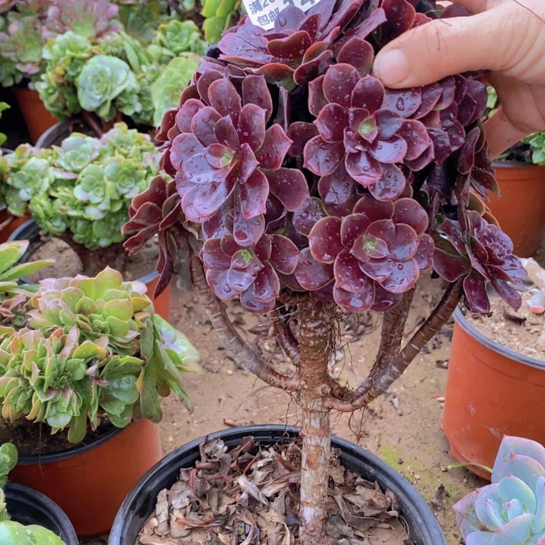 1419 号一物一拍多肉植物