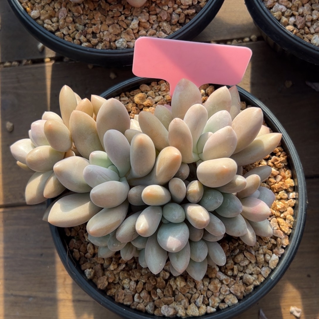 原始虞美人111111111111